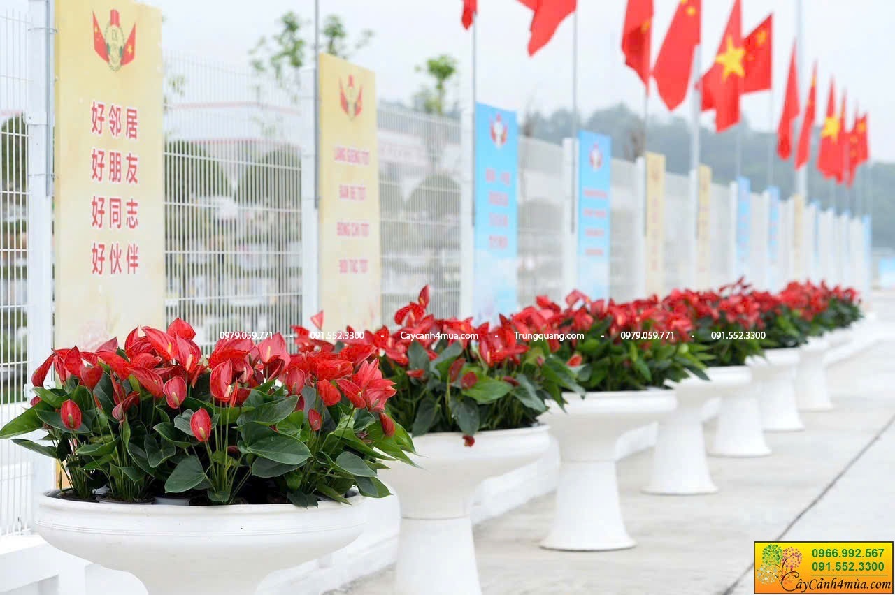 hồng môn thiên nga trồng chậu ly trắng